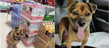 Muere de Covid y su perrito lo espera por meses afuera del hospital