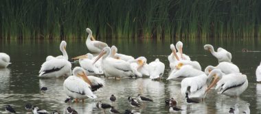 Arriban más de 200 pelícanos blancos al Bosque de San Juan de Aragón