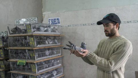La colombofilia es el arte de criar y entrenar palomas mensajeras de la especie Columba livia, su finalidad es deportiva, pero también se utilizan también labores de rescate.