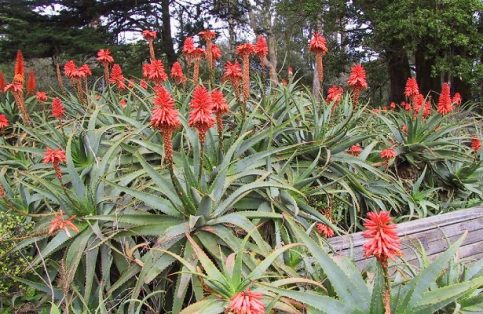 La sábila es una planta perenne perteneciente a la familia de las liliáceas, tiene una larga e importante historia que se expande a lo largo de cientos de siglos, países y culturas como “un infalible remedio natural.