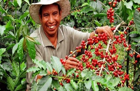 El cultivo de café en Landa de Matamoros representa un gran aliciente para aproximadamente 200 productores locales.