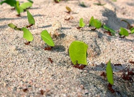 La hormiga arriera tiene la capacidad de defoliar plantaciones completas de sistemas agrícolas forestales y ornamentales en poco tiempo.