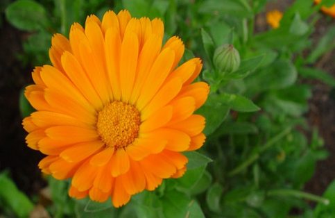 La caléndula conocida popularmente como flor de difunto, maravilla o flamenquilla, es una planta con flores vistosas en tonos naranja y amarillo y es originaria de México.