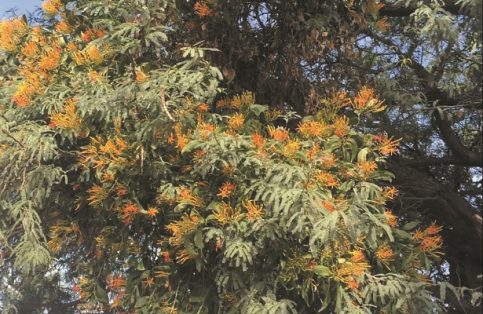 El muérdago es una planta parásita o semiparásita con flores que se unen al tallo de su hospedero, compite con él por agua y nutrimentos e impide su desarrollo.