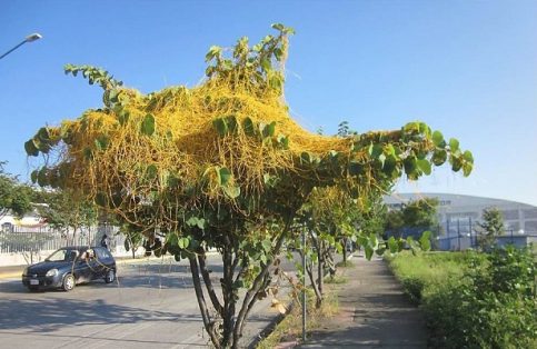 La cuscuta crece en forma de largos cabellos de dicho color, que invaden todo el follaje del hospedero, provocando aceleradamente su decaimiento.