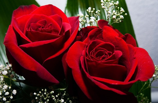 LAS FLORES y plantas representan una hermosa opción para regalar este Día de las madres tomando en cuenta la personalidad de cada festejada.