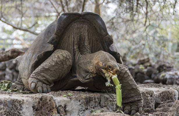 El programa de reproducción, que incluye a 32 tortugas de las cuales 19 tienen ascendencia de la especie Chelonoidis niger, "permitirá, a mediano plazo, repoblar la isla Floreana. (Foto: EFE).