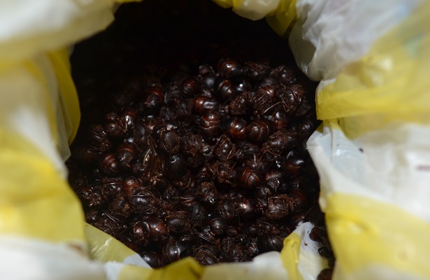 Las intensas lluvias que se registran en el estado de Oaxaca no solo traen inundaciones, también a las famosas hormigas conocidas como Chicatanas, las cuales son consideradas un manjar en la gastronomía oaxaqueña.