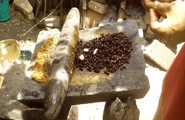 Las intensas lluvias que se registran en el estado de Oaxaca no solo traen inundaciones, también a las famosas hormigas conocidas como Chicatanas, las cuales son consideradas un manjar en la gastronomía oaxaqueña.