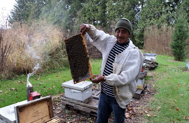 Maya cría abejas en Canadá