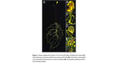 invivo2