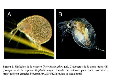 invivo3