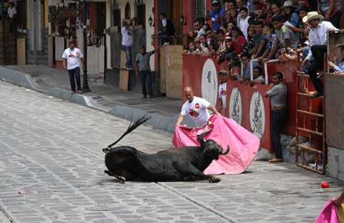 PVEM rechaza modificación a Ley de protección animal