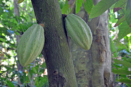 Se desploma producción de cacao por Moniliasis