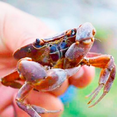 El cangrejito barranqueño es una de las especies de Morelos que están en peligro de desaparecer.