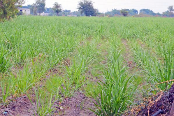 SEQUÍA EN canales pone en peligro el cultivo de caña. Foto: GUDE SERVÍN