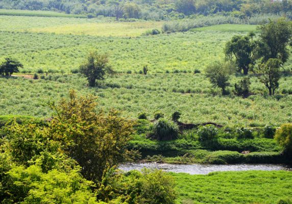 CASI LA totalidad del territorio de Morelos está a salvo de sequías.