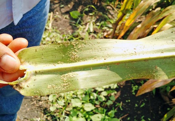 A dos años de que el pulgón amarillo causara estragos en las cosechas, el centro de investigación desarrolló tecnologías para combatir la plaga.