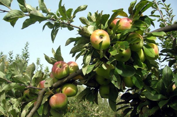Inició el combate a la palomilla del manzano 2018 en la región frutÃcola de NI