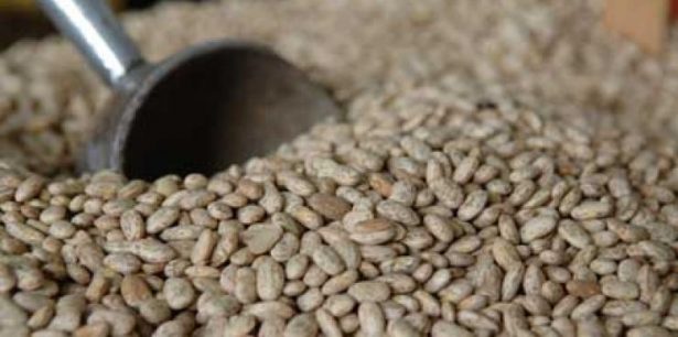 De $2.25, incentivo a los productores de frijol: CNC