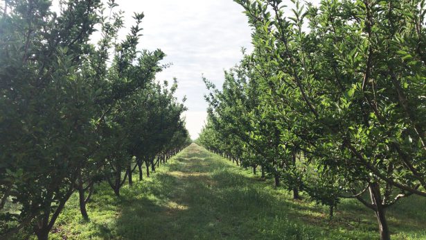 Fuertes lluvias registró la zona frutÃcola de Canatlán este fin de semana.