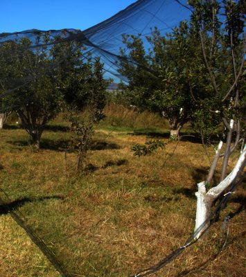 Colocarán malla antigranizo a 91 has. de manzano, en Canatlán