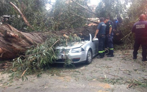 Cae árbol y mata a cuatro que viajaban en auto en Naucalpan