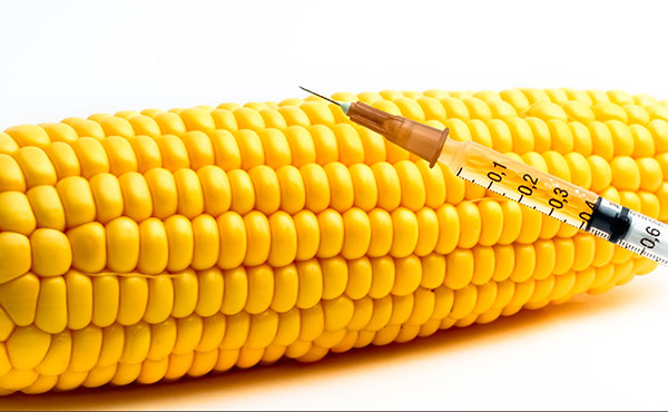 Se consume maíz transgénico