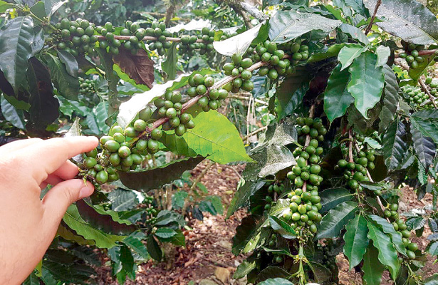 Cafetales, susceptibles a insectos y hongos