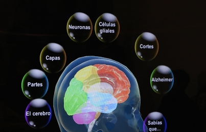 Intestino y cerebro están conectados por circuito neuronal