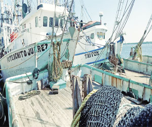 Pega costo del Diesel Marino a Camaroneros