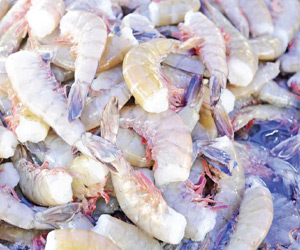 Aumenta precio de Camarón