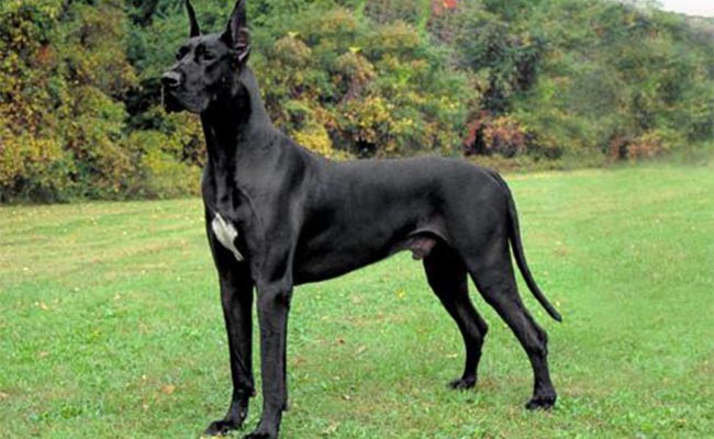 Foto: Wikipedia