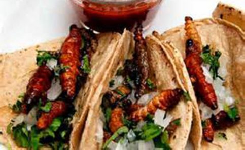 TACOS DE gusanos de maguey.