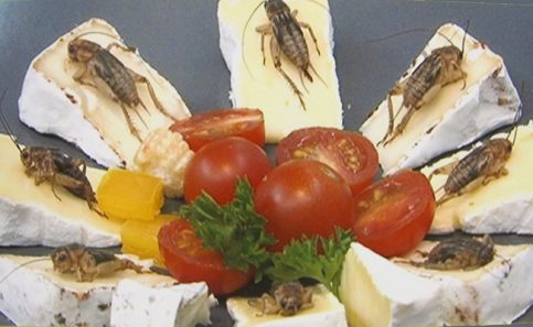 QUESO CON grillos.
