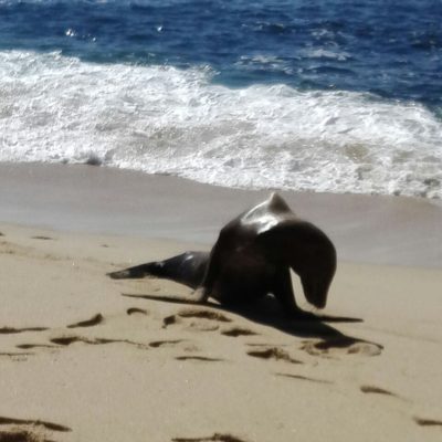 Foto: El Occidental