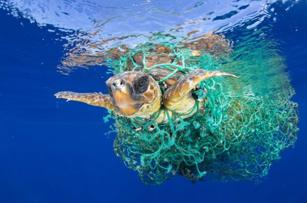 1er lugar: Caretta Caretta Trapped. Francis Perez, España.
