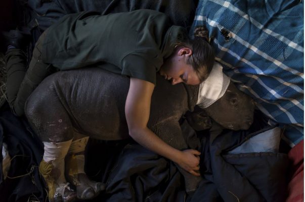 1er lugar: Rhino Wars. Brent Stirton, Sudáfrica.
