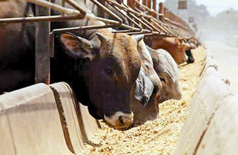 Después de 20 años, la balanza comercial agropecuaria y pesquera con la Península Arábiga ha sido superavitaria, con un saldo de mil 730 millones de dólares en 2015, y para el periodo enero-septiembre de 2016 ya representaba un total de dos mil 147 millones de dólares