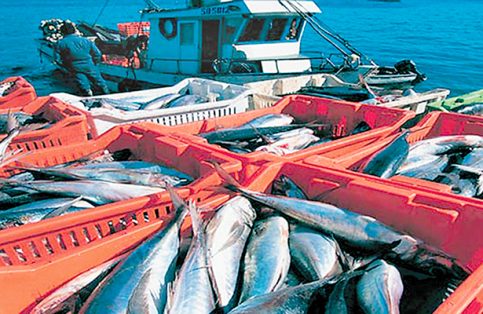 El objetivo del Gobierno federal a través de Sagarpa es el de impulsar a los productores del campo en la conquista de nuevos y más amplios mercados en diferentes regiones del planeta