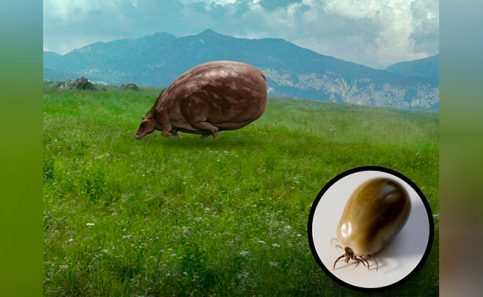 Foto: livescience.com