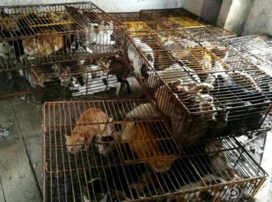 La Policía china evita que 500 gatos acaben siendo parte del menú