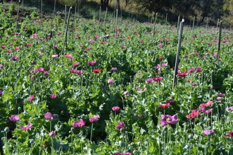 Pide campesino a la Sedena no queme amapola en Guachochi