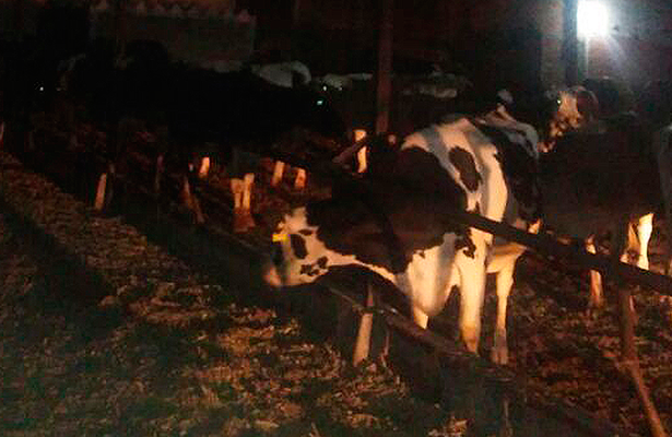LAS 86 cabezas de ganado lechero recuperadas por las autoridades policiacas del municipio de Pedro Escobedo.