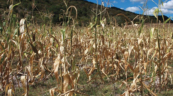 Más de 12 mil hectáreas fueron afectadas por la sequía