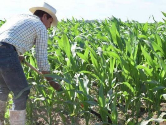 Compromete Aserca pago de más de mil 300 mdp a productores