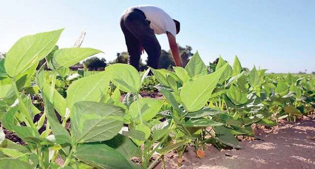 Un sólo pago a productores