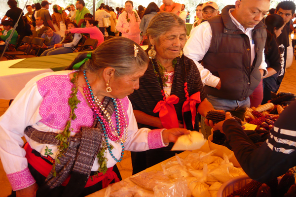 Grupos indígenas de la región de San Felipe Cuauhtenco mostraron la variedad de maíz que producen e intercambiaron semillas para extender la producción nativa de la región. / Armando PEDROZA