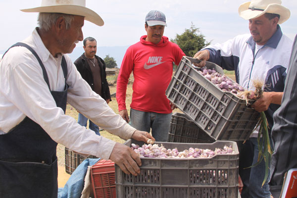 Calidad y concentración en el ajo producido en Terrenate. / Tomás BAÑOS