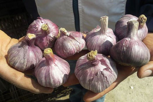 Mientras que Villarreal el kilogramo de ajo cuesta 40 pesos, en el mercado nacional alcanza los 100 pesos. / Tomás BAÑOS